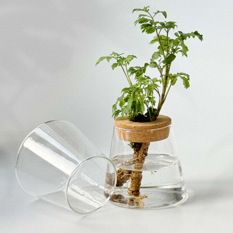 Vaso Idroponico Nordico